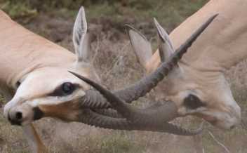 How to solve workplace conflict?