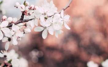 Social system change requires bridging of distinctive sets of social structures with appropriate language use